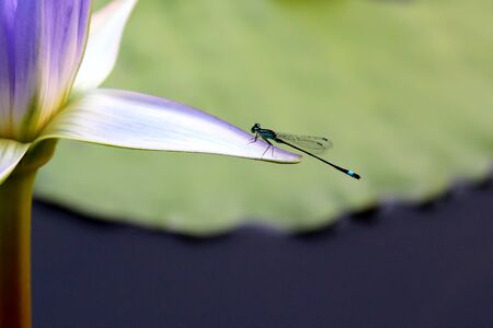 very juicy blossoming Lotus with dragonfly closeupの写真素材
