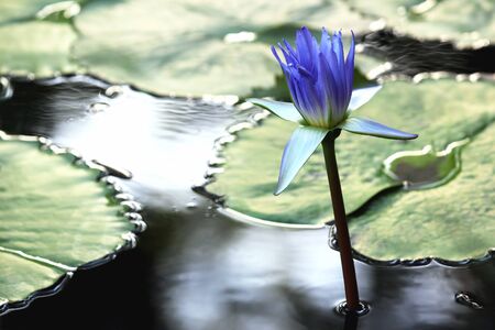 very juicy blooming Lotus in the pond close upの写真素材