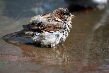 the ruffled Sparrow sitting in a puddle of waterの写真素材