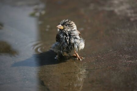 the ruffled Sparrow sitting in a puddle of waterの写真素材