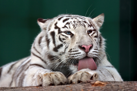 white tiger rough tongue licking their furの写真素材