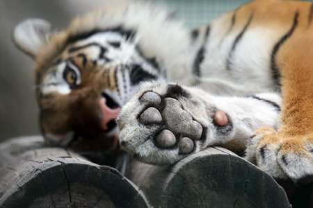Amur tiger put his paw on vacationの写真素材