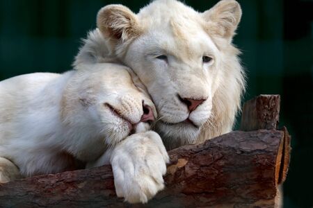 white lion and lioness gently pressed their heads to each otherの写真素材
