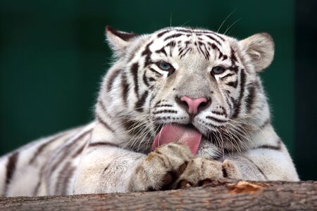 white tiger rough tongue licking their furの写真素材