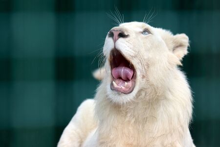 the white lion with wide open mouthの写真素材