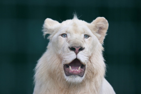 the white lion with wide open mouthの写真素材