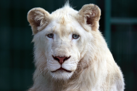 the portrait of a young white lionの写真素材