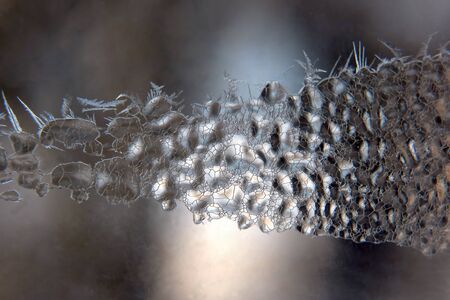 the unusual frost on a winter windowの写真素材