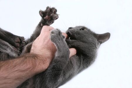 the grey cat aggressive bites the handの写真素材