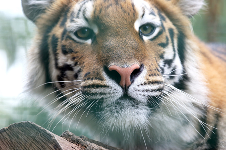 portrait of Amur tigerの写真素材