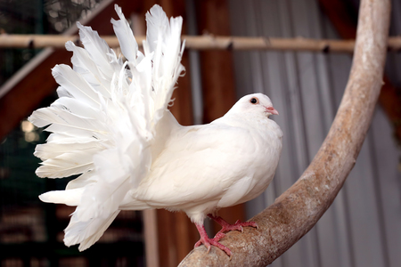 portrait of a white dove with a fluffy tailの写真素材