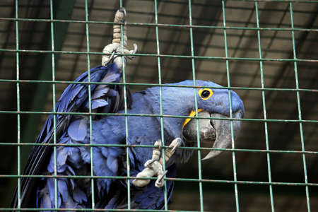 large parrot sitting in a cage of zooの写真素材