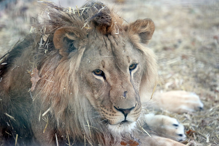 portrait of a lion with a big mane in the dry grassの写真素材