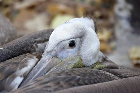 a large portrait of a resting Pelicanの写真素材