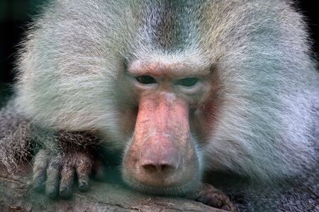 closeup portrait of a big monkeyの写真素材