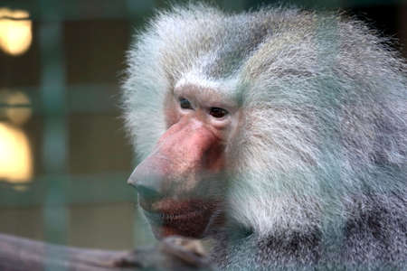 closeup portrait of a big monkeyの写真素材