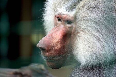 closeup portrait of a big monkeyの写真素材