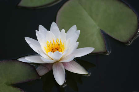 the very juicy blooming Lotus in the pond close upの写真素材