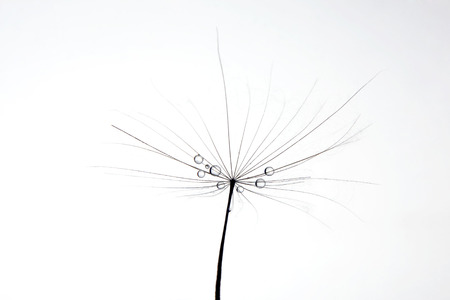 the water drops on a dandelion on white backgroundの写真素材