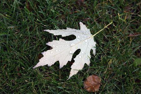 the leaf with water drops after rain on the green grass