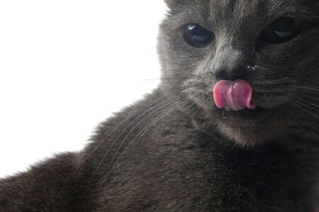 the grey cat on a white background stuck out his tongueの写真素材
