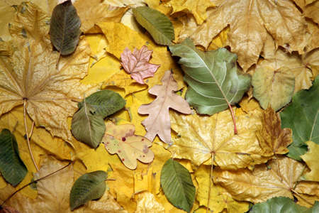 the variety of autumn fallen leaves close up