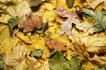 the variety of autumn fallen leaves close up
