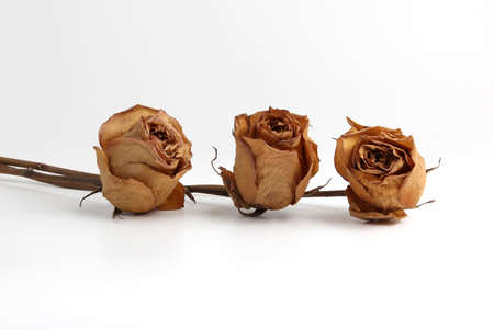 three dried roses on white backgroundの写真素材