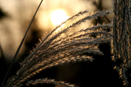 sunset in the sky on the background of reedsの写真素材