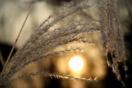sunset in the sky on the background of reedsの写真素材