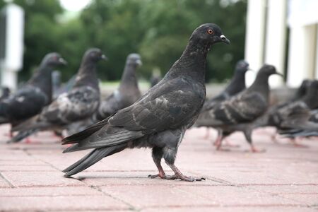 the dove on the area compared to other pigeonsの写真素材