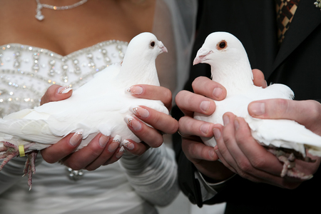 two white dove in the hands of the bride and groom close upの写真素材