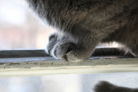 feet grey cat sitting on a window close upの写真素材