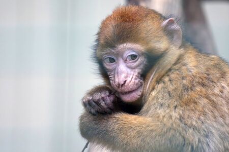 little monkey nibbles on a tree branch