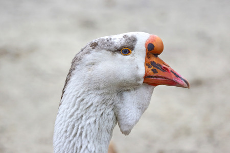 the head of a goose Kholmogory breedの写真素材