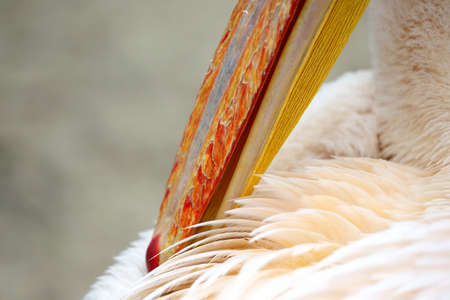 pelican cleans its beak feathers closeupの写真素材