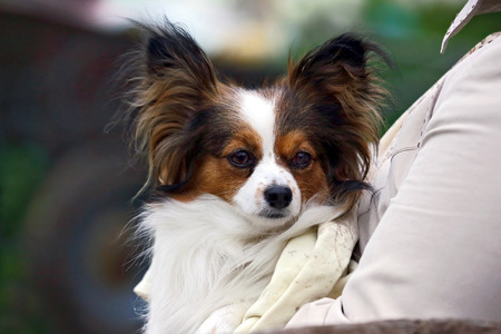 small dog with a shaggy ears in the hands of womenの写真素材