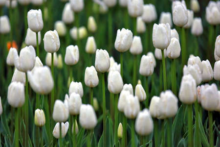 large number of growing white tulipsの写真素材