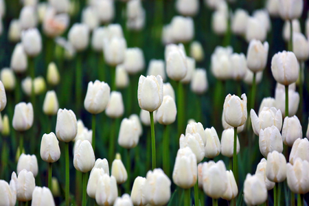 many growing white tulipsの写真素材