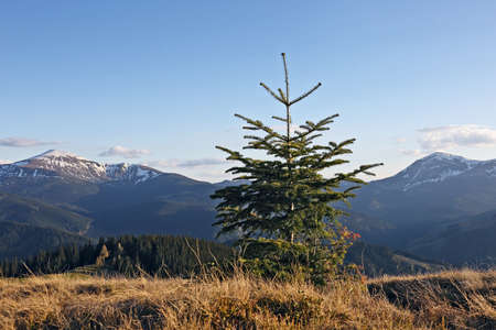 Mountains Hoverla and Petros. Carpathians. Ukraineの写真素材