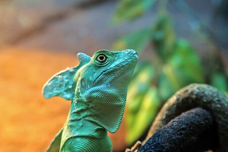 portrait basiliscus plumifrons closeupの写真素材