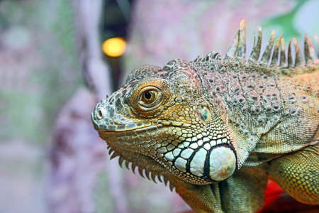 portrait of green iguana closeupの写真素材