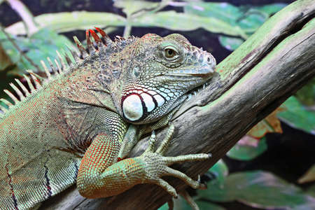 portrait of green iguana closeupの写真素材