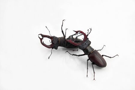 fight between two males beetles deer on white backgroundの写真素材