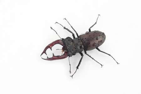 beetle deer on the water drops on white backgroundの写真素材