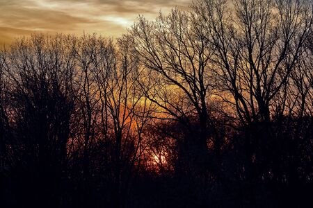 the sunset in the branches of treesの写真素材