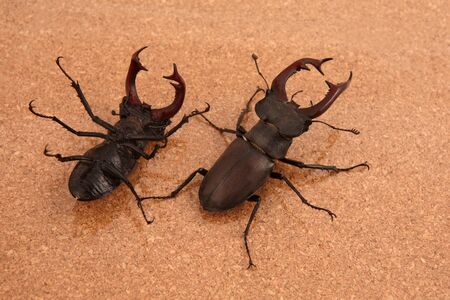 fight two male beetles deerの写真素材