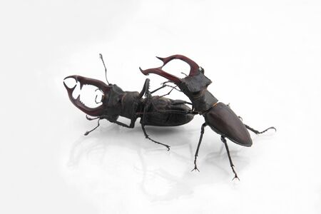 fight two male beetles deer on white backgroundの写真素材