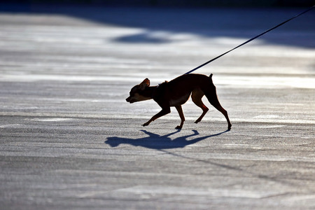 the silhouette of a small pedigree dogs on a leashの写真素材
