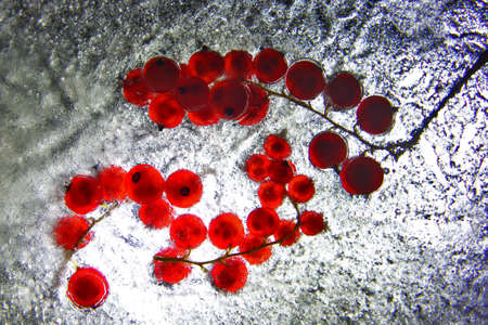red berry currant frozen in the iceの写真素材